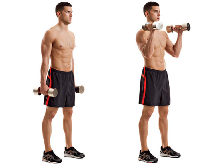 Biceps exercise for beginners in gym